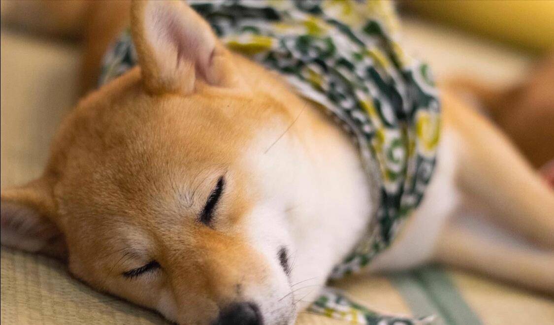 饲养 母犬 小细节大公开 宠主看后如鱼得水 狗狗