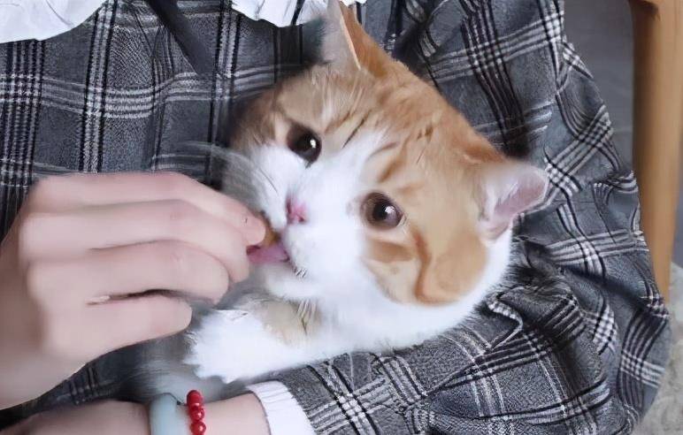 怎么养猫才能不让它害怕 c55cc720d79848ee931c0cb46f39ef92.jpeg