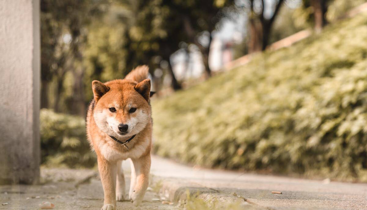 怎么拥有一只宠物 c908f99be1f344e3861f428d17de3767.jpeg