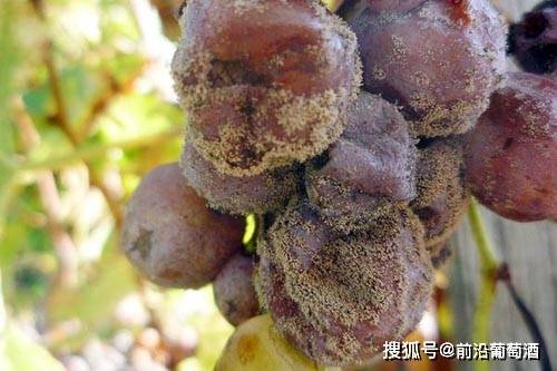 地区|贵腐酒（Noble rot wine）为什么那么贵？贵腐葡萄酒是如何酿造的？