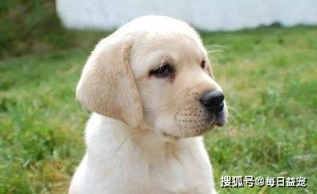 獎勵|對拉布拉多來說最重要的6樣東西，主人給夠了嗎？