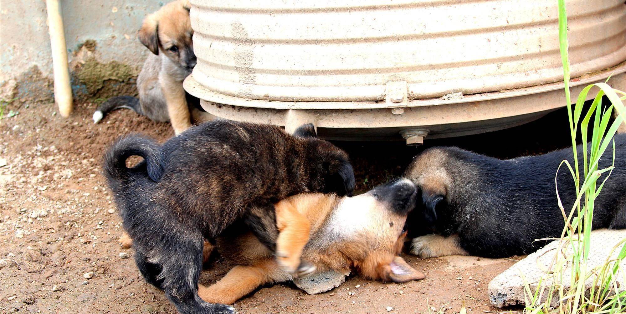 怎么看小狗有没有生完孩子 f490769f7f5243ee8538455504e72ad4.jpeg