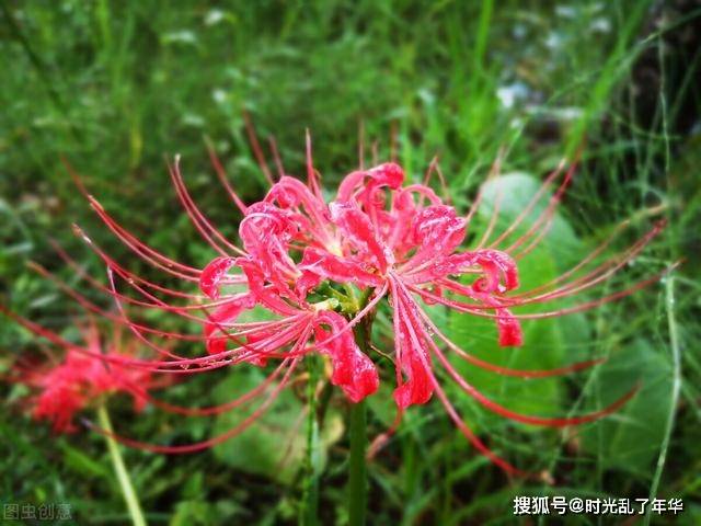 彼岸花又叫曼珠沙华"彼岸花中生曼珠,留沙华"又有何深意?