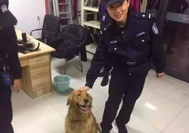 金毛走丟被送進派出所，結果把派出所吃窮了，民警直呼養不起 萌趣萌寵 第2张