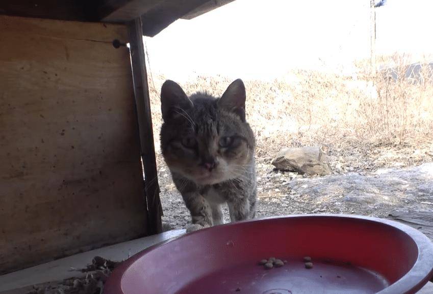 因为|霸道狸花猫被管子卡住脖子,4年来反被同类欺负,顿顿只能吃剩食