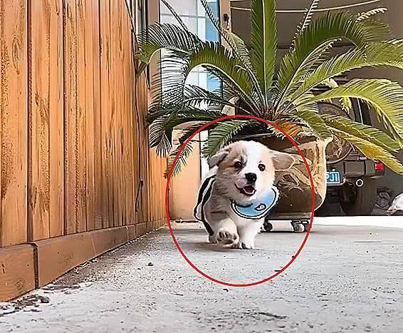 是一种|高萌预警!一场小柯基的换装秀,网友:依旧是想偷柯基的一天!