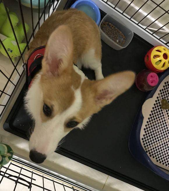 什么|让柯基面壁思过，它却趴在地上睡觉，太能糊弄事了