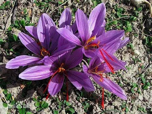 藏红花|【马博士聊本草】女科要药（一）：藏红花的故事——应用