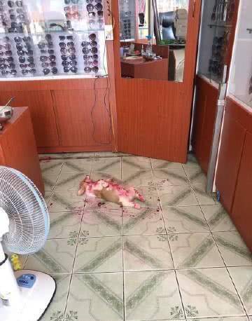 图片|网友目睹“火龙果的案发现场”,逮着狗子一顿大骂:你是不是欠收拾?