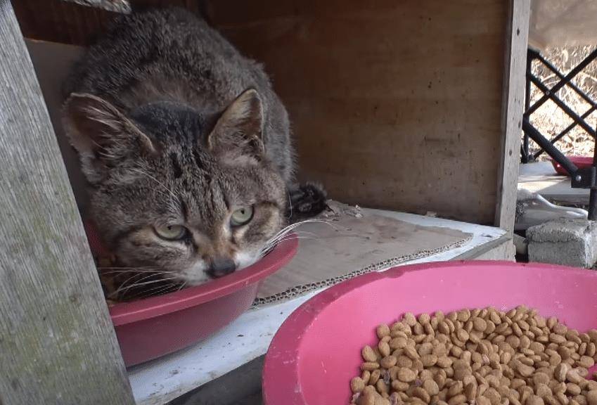 因为|霸道狸花猫被管子卡住脖子，4年来反被同类欺负，顿顿只能吃剩食