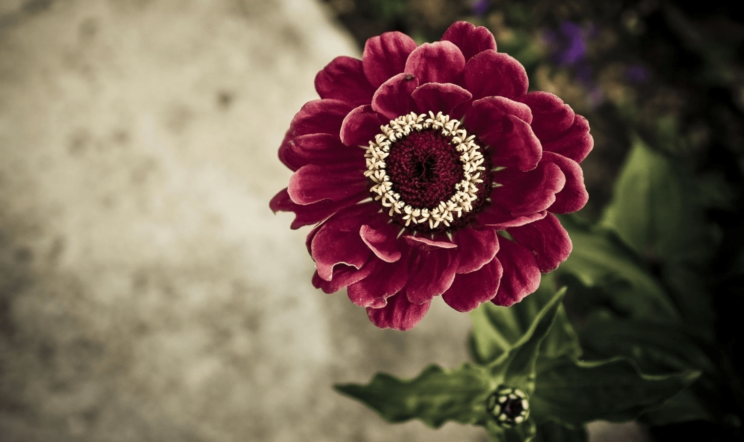 什么是流苏花图片解释 c208eaee7a694b48a71c399b5527085b.png