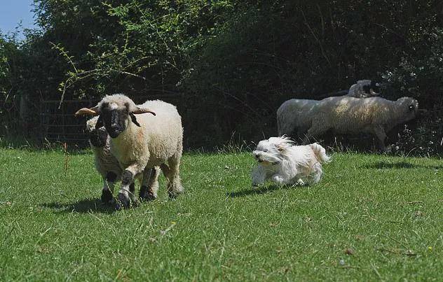 牧羊犬惨遭开除，原因竟然是这个…,羊群,吉米,娜拉,第7张