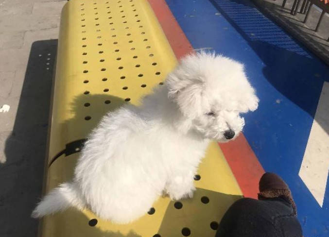 比熊犬每天都喜歡下去曬太陽，主人知道原因後，笑到「肚子疼」 萌趣萌寵 第3张