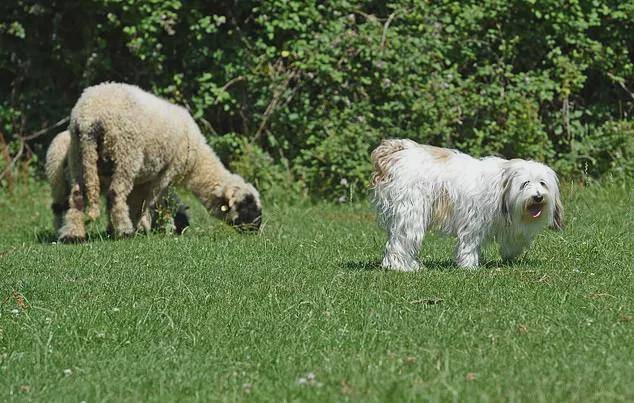 牧羊犬惨遭开除，原因竟然是这个…,羊群,吉米,娜拉,第8张