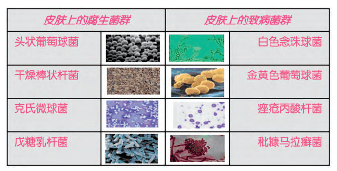 大学|卢尔曼博士 | 上了大学之后，脸上的痘痘突然不再长了，是什么原因