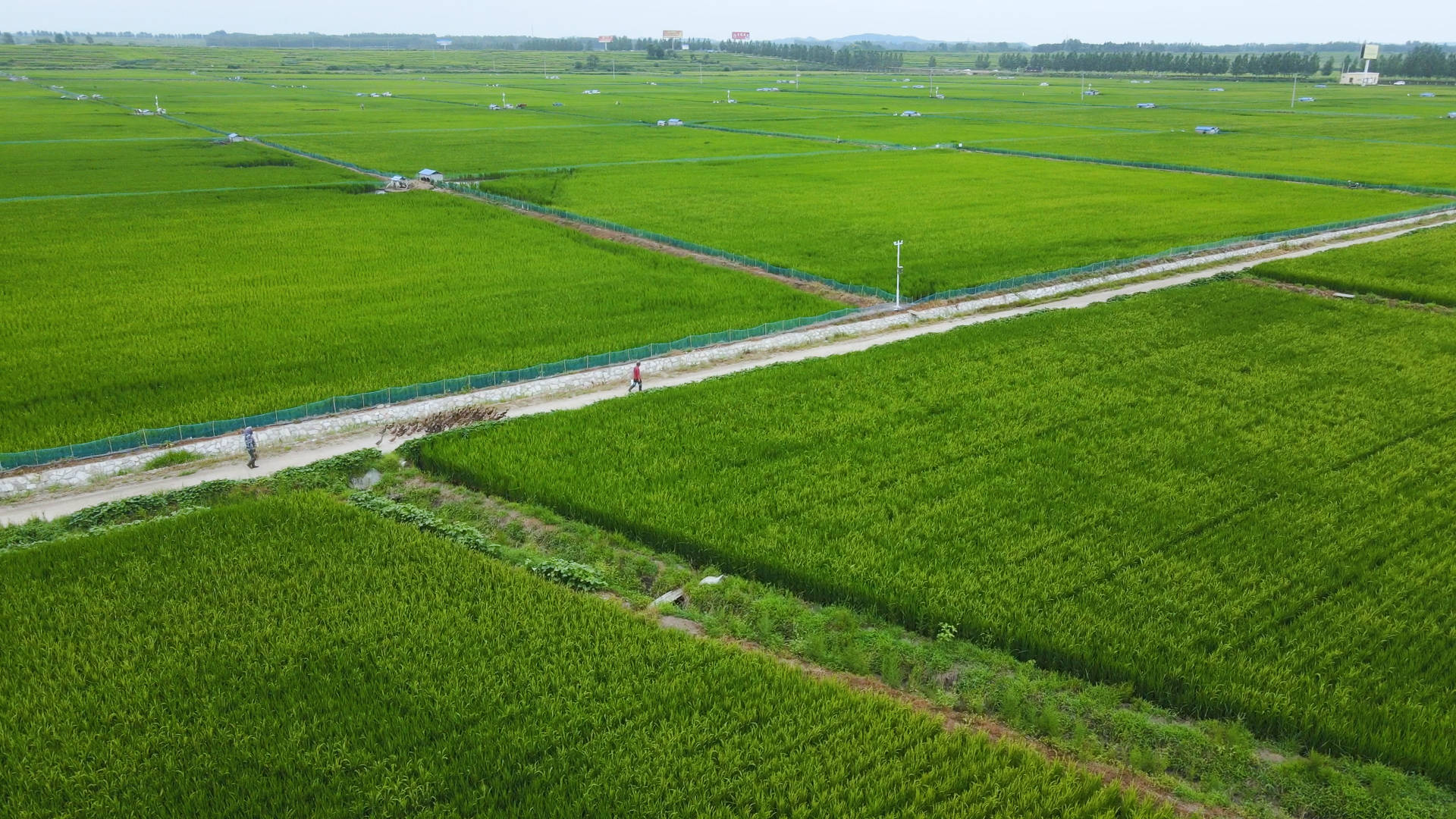 打卡金禾现代农业种植基地见证水稻抽穗扬花大自然的奇迹