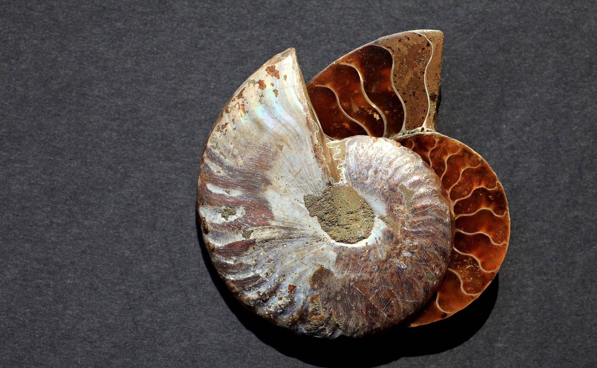 人类进化并非巧合,显生宙的化石揭示了奥秘,一切都是提前安排的_地球