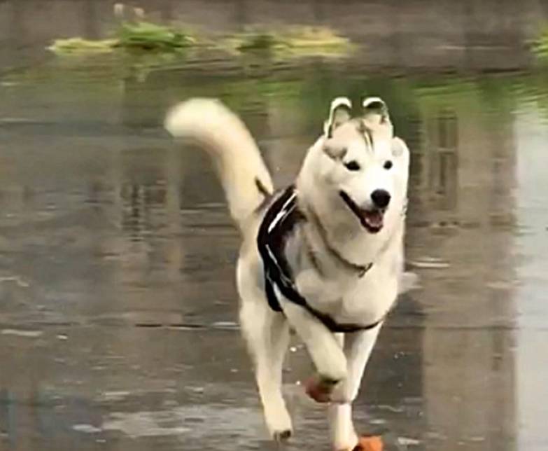 因为|下雨天二哈撒欢儿，在水地里狂奔似小马驹，鞋子都跑丢了…