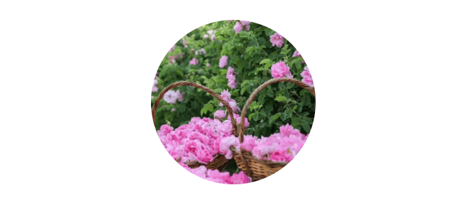 用户|全新升级2 | 日间持续抗氧化,由内而外的呵护,打造透亮日光肌