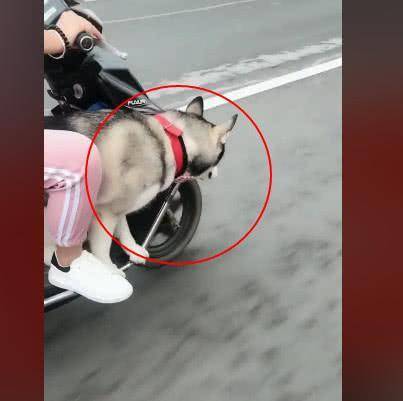 缺点|主人骑电动车出去, 二哈非要跟着, 上车之后的反应让人笑喷了!