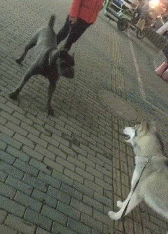 什么|二哈不断挑衅猛犬卡斯罗,旁边还有只柯基看热闹,结局出乎意料!