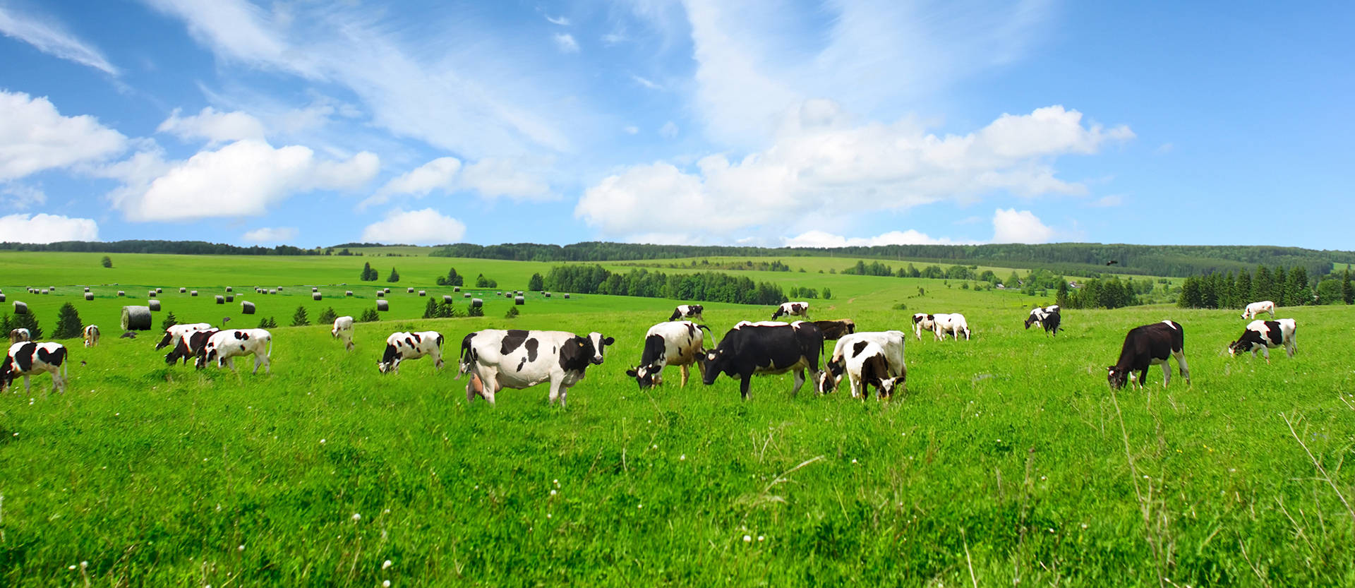 优然牧业上半年净利润预增50%至60% 乳业上游市场龙头价值凸显