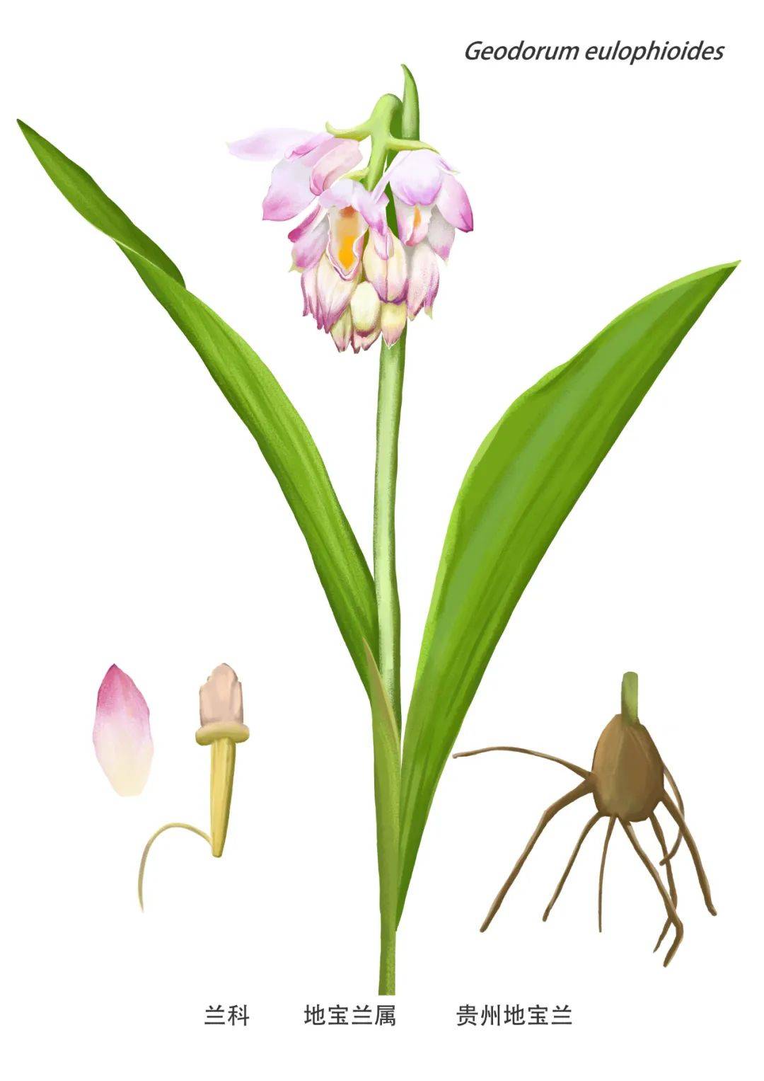 探秘“兰花王国”，走进广西雅长兰科植物国家级自然保护区~_羊耳
