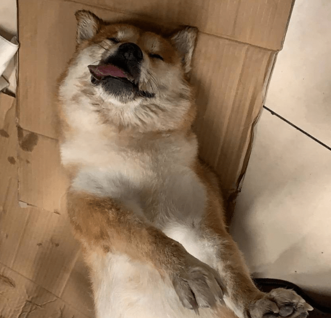 北京一男子带狗狗坐飞机 不料托运时狗狗死亡 网友 令人惋惜 爱犬