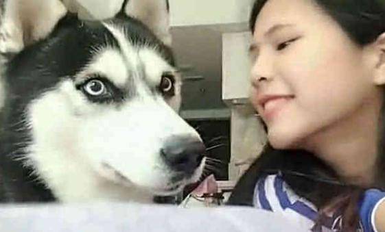 小姐姐突然偷親一口哈士奇, 二哈上去就是一巴掌, 狗狗: 呵呵女人 萌趣萌寵 第2张
