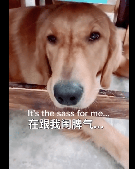 怎么哄狗狗不要让它生气 884eb8884d564285b4739fb6246ea8f8.png