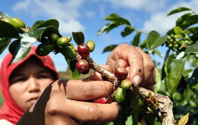 才遭干旱又遇霜冻极端气候让巴西咖啡豆价格暴涨