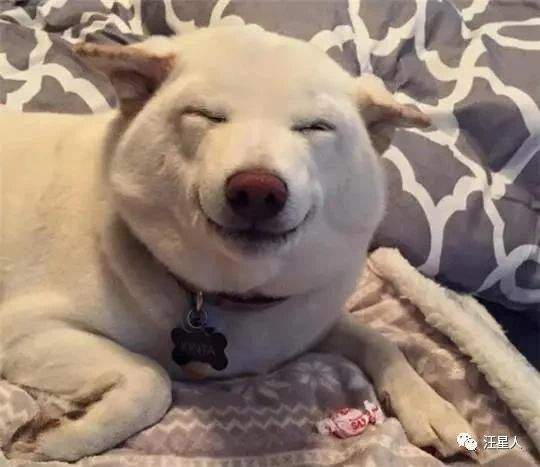 看着这只白色柴犬超迷人的笑容我整个人都被治愈了