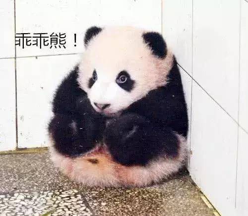 飼養員工作時, 大熊貓跑去搗亂, 網友: 這貨絕對知道自己是國寶 萌趣萌寵 第4张