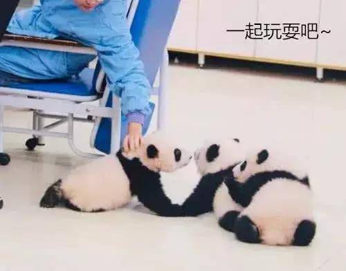 飼養員工作時, 大熊貓跑去搗亂, 網友: 這貨絕對知道自己是國寶 萌趣萌寵 第3张