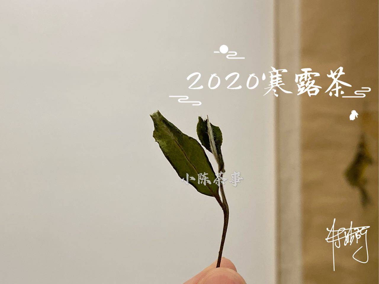 因为|新人买白茶的4大铁律，村姑陈分享多年买茶经验，学会了就是赢家
