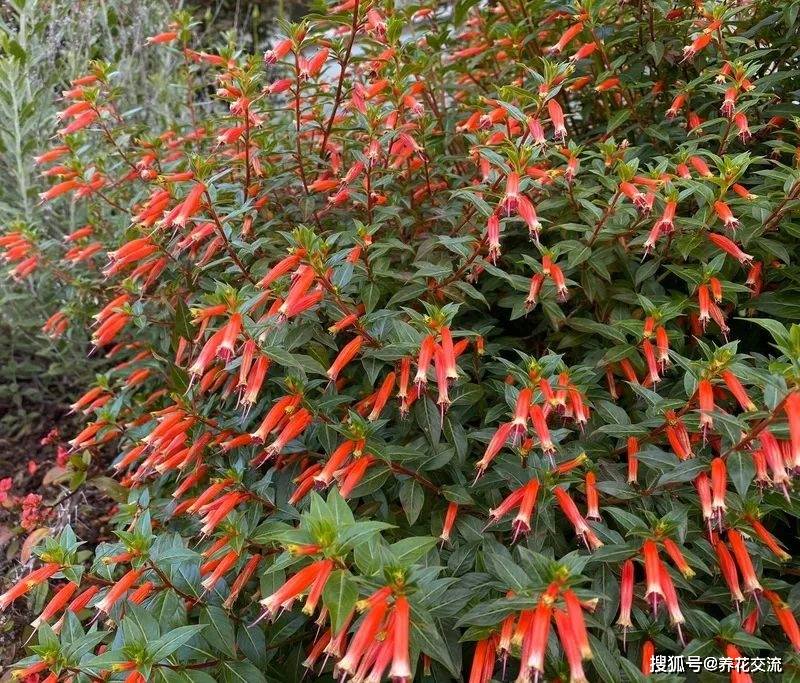 花朵如同小火焰般的雪茄花 适合养成阳台小盆栽 常年都可以开花 土壤