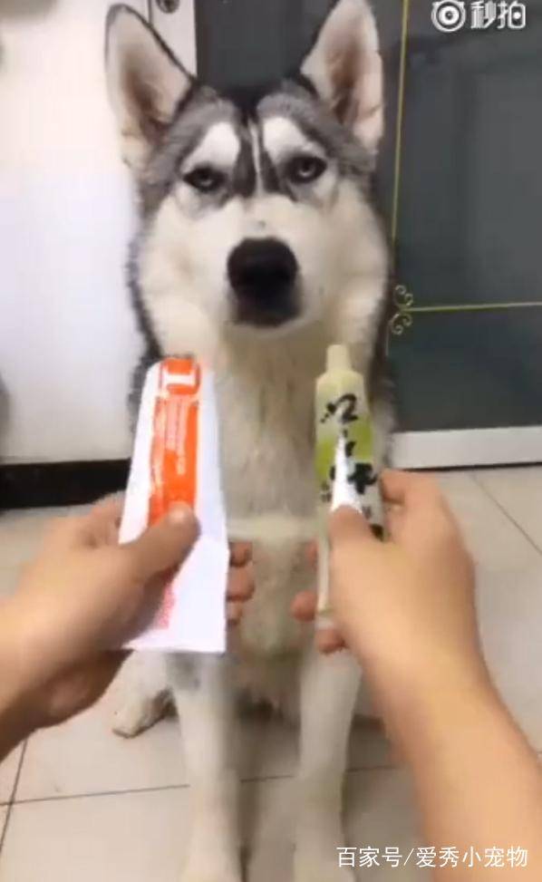 宠物|哈士奇和二哈的区别，网友：它们不是一种生物吗？