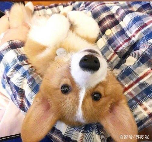 因为|萌萌哒的小短腿柯基要不要来一只回家养着呢？