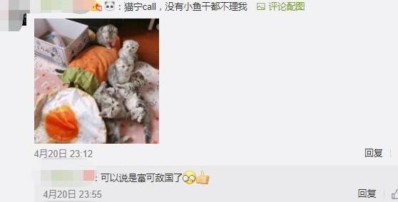 什么|你为猫咪做过什么事而它并不领情?评论里开始心疼躲墙角的狗……