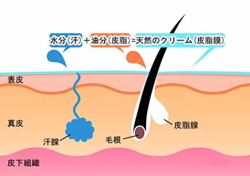 油性|控油在路上！如何拯救你的油性皮肤，清爽整夏？