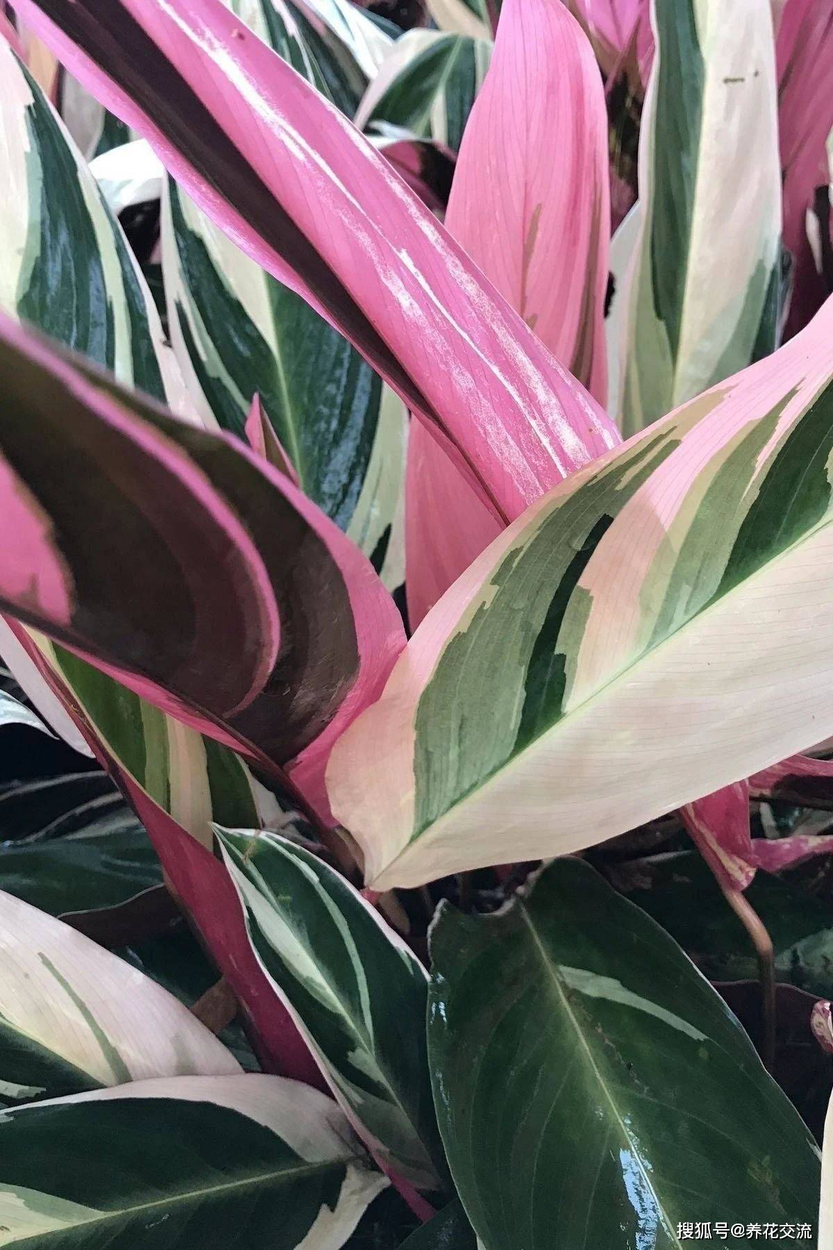原创叶子优雅且斑斓如画的三色竹芋适合养成窗台边的观叶盆栽