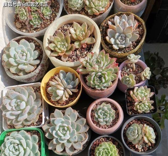 多肉种到盆里 不要去摇晃它 完全不用管 天自己长出毛细根 花土