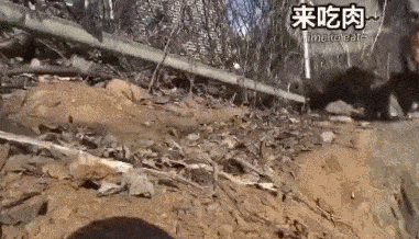 上门来|女子喂流浪猫吃五花肉,喵叼起肉就往山上跑,跟去一看后泪目了