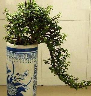 如何快速变老桩 ca944f6f593447a18bdceae06c5c32fe.jpeg