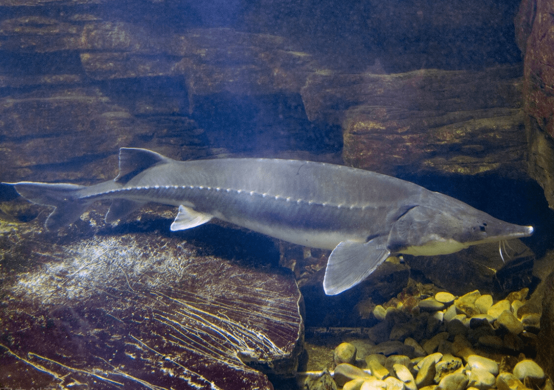 原创拦坝27年的三峡水库鱼儿种群不断扩大最大的鱼到底有多大