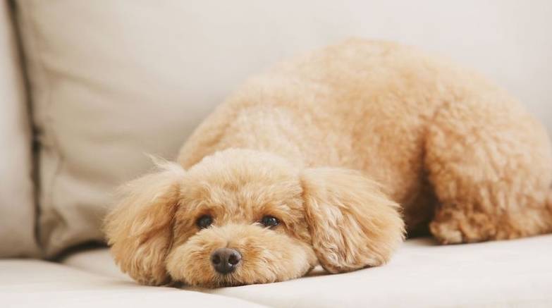 人气|盘点十大最受欢迎宠物狗，哈士奇人气颇高，第一名无人反驳