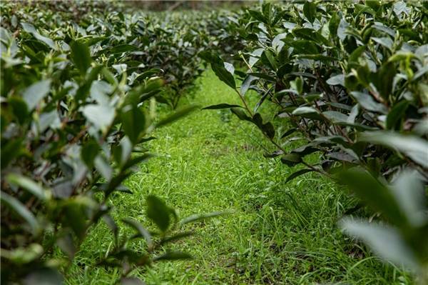 茶叶|传扬国粹，分享健康，品贝活性白茶