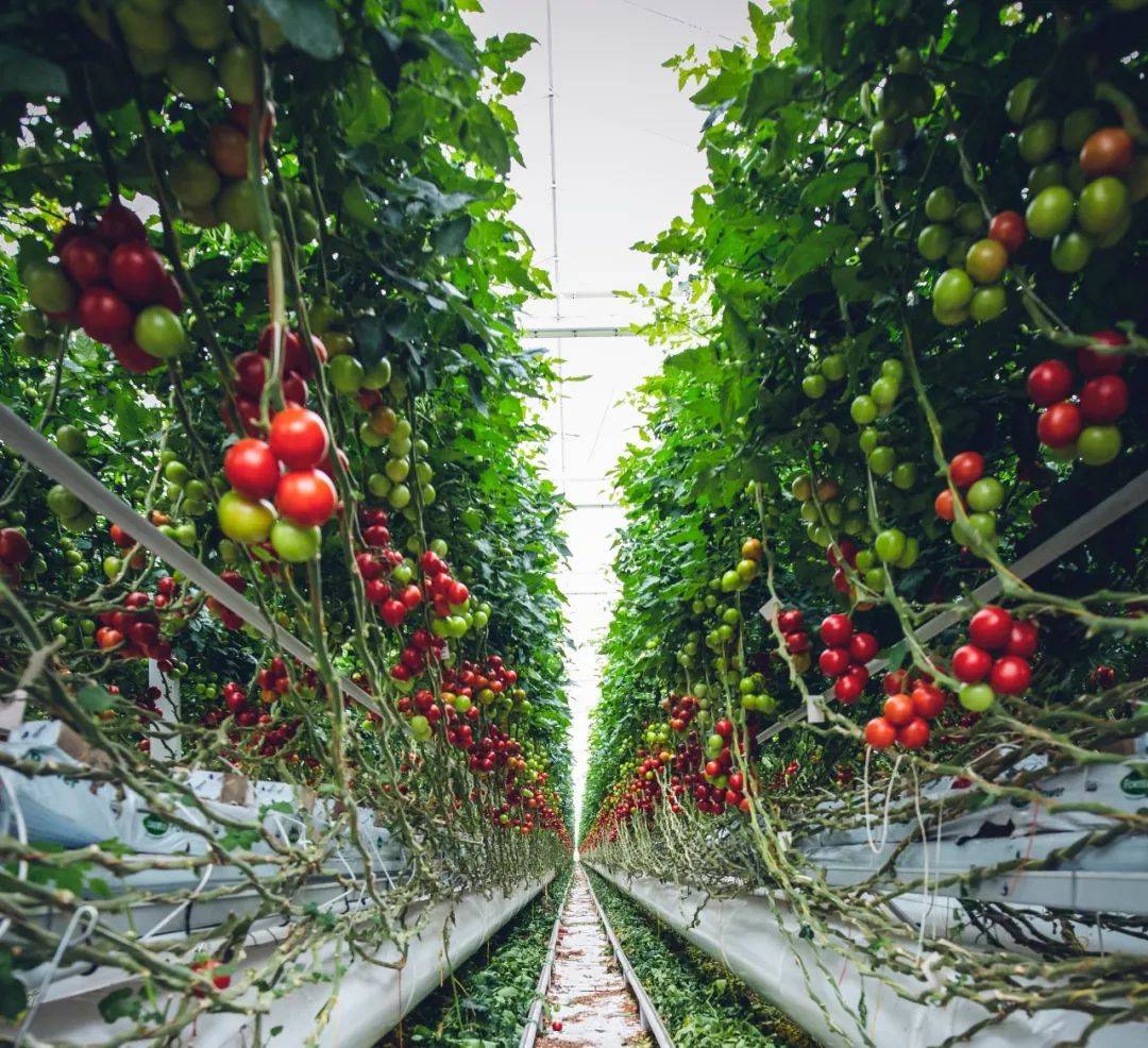 看 中国 欧美 日本等国对生物农药的界定有什么区别 利用生物