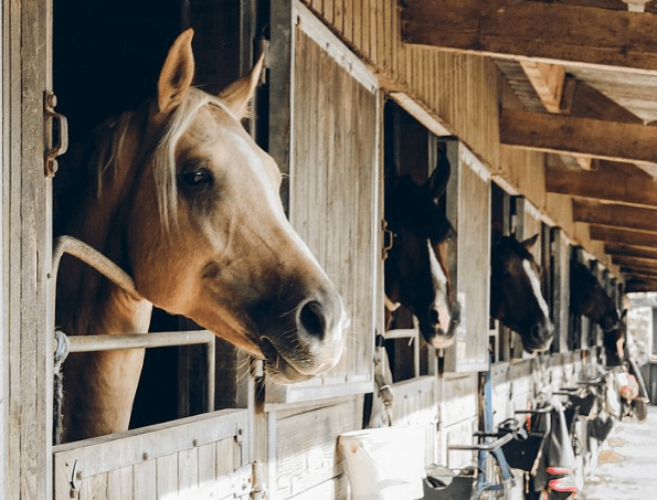知识科普|LivingWines硬核科普丨葡萄酒里闻到这个味道,它是坏了吗?