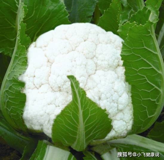 什么时间种白菜种子 13c7a596c5b740cb8dca699eb7679ac1.jpeg